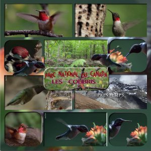 parc national du canada les colibris.jpg