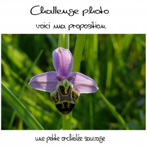 challenge photo Aliselle présentation  galerie.jpg