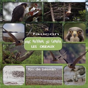 parc national du canada les oiseaux.jpg