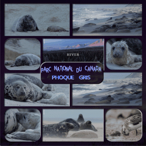 parc national du canada phoques gris.gif