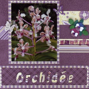 Fragile orchidée...