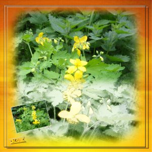 fleur jaune prise de vue