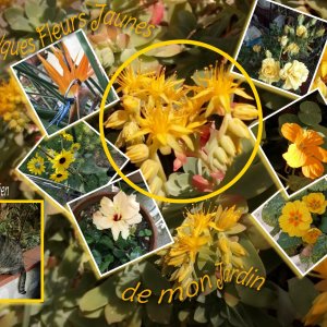 fleurs jaunes du jardin d'Anne Marie avec son gardien