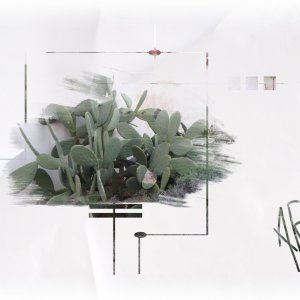 Royan-cactus-04mars.jpg