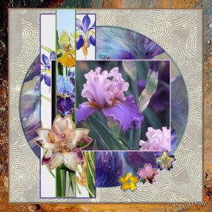 couleurs d'iris, Anne Marie.jpg