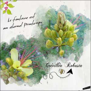 grevillea robusta au jardin 9 juin 21.jpgP.jpg
