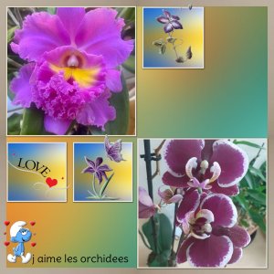 les orhidees de ma voisine.jpg