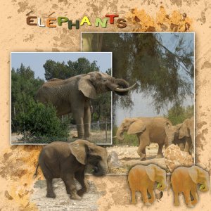 Les éléphants.jpg