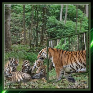 tigresse et ses petits   Jeannine
