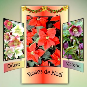 ROSES DE NOEL 1.jpg