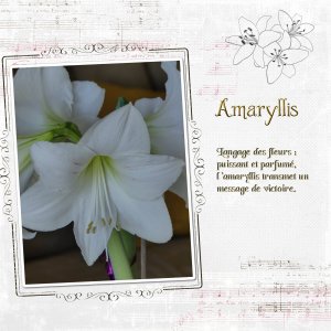 amarillys-2.jpg