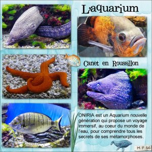 aquarium canet 19.01.22.jpg