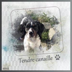 J-A38 - TENDRE CANAILLE.jpg