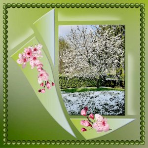 cerisier sous la neige