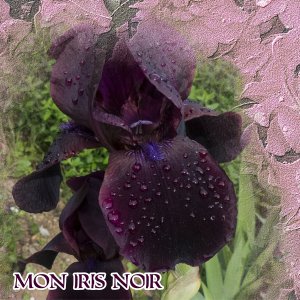 Iris noir .jpg