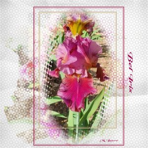 bel iris pour florence 2.jpg
