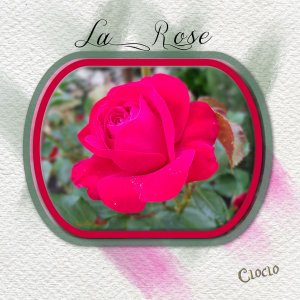 Composition du 26 juin 2022 La Rose.jpg