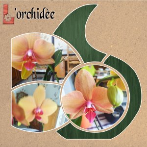 l'orchidèe .jpg