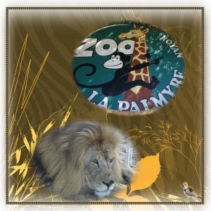 Zoo La Palmyre-lion-20sept.jpg