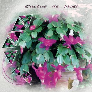 cactus de Noel-scraplift-MR.jpg