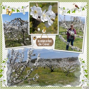 les cerisiers de Céret en fleurs 29 mars 2023.jpg