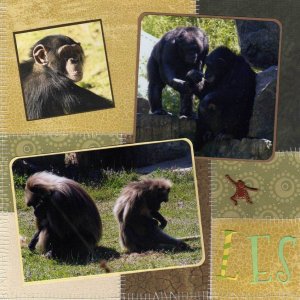 les singes (page gauche)