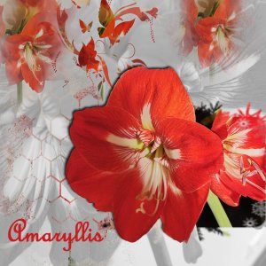 amaryllis.jpg