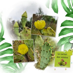 Le cactus .jpg