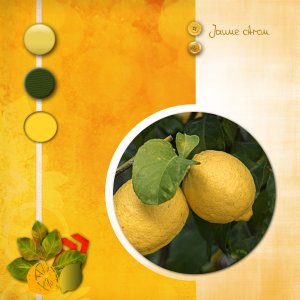 22-jaune-citrons .jpg