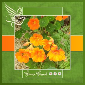 J-n35 - FLOWER FRIEND.jpg