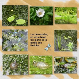 Au jardin des plantes médicinales.