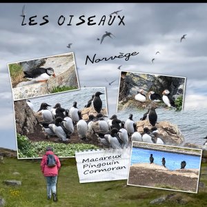 les oiseaux.jpg