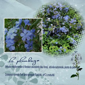 20-Bleu-plumbago jardin .jpg