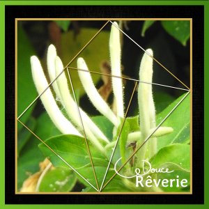 J-s283 - DOUCE REVERIE.jpg