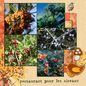 restaurant pour les oiseaux .jpg