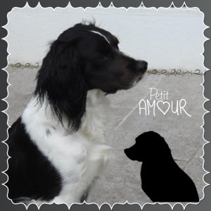 J-A281 - PETIT AMOUR.jpg