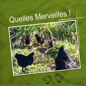 A-284 - QUELLES MERVEILLES.jpg