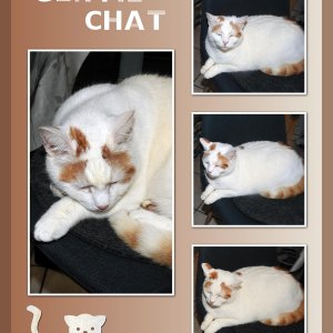 J-A286 - GENTIL CHAT BOO.jpg