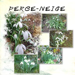 perce-neige.jpg