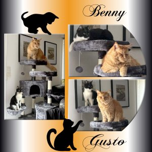 Benny et Gusto.jpg