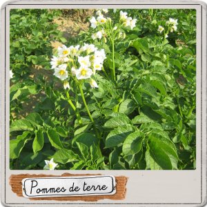 pommes de terre.jpg