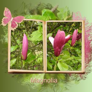 J-n154 - MAGNOLIA.jpg