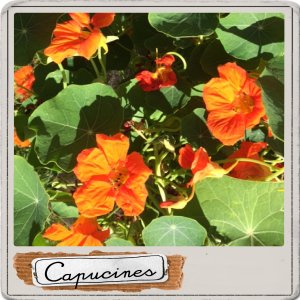 capucines.jpg