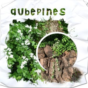 aubépine.jpg