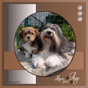 J-A12 - MON PETIT ANGE.jpg