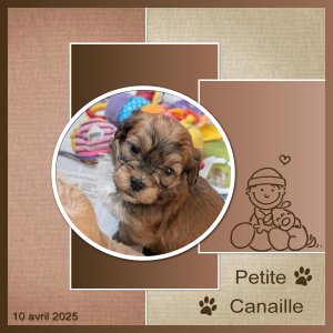J-A14 - PETITE CANAILLE.jpg