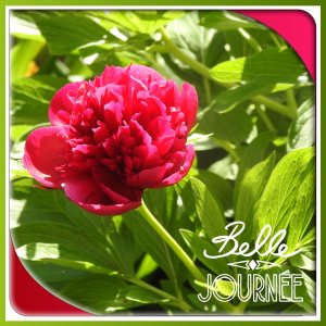 J - BELLE JOURNEE.jpg