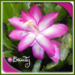 J-n156 - BEAUTY.jpg