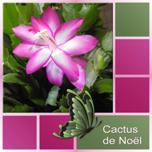 J-n157 - CACTUS DE NOEL.jpg