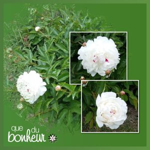 J-n158 - QUE DU BONHEUR.jpg